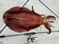 Daiwa 23 Emeraldas Stoist ST 73L-S (Solid Tip) in the field